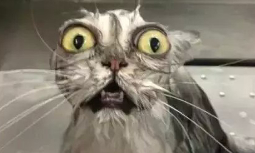 你絕對沒看過的喵喵素顏！貓咪「妝前妝後」包你嘴角一秒失守 貓咪、素顏、洗澡、可愛、爆笑