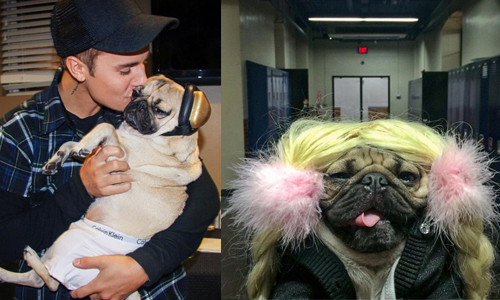 走到哪feat到哪！這隻巴哥就是犬界的流行天王 doug、iysdougthedog、嘉賓、小賈斯汀、小甜甜、惡搞、巴哥、可愛