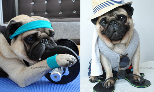 牠就是巴哥界的高富帥！一直玩一直玩小萌物Nutello Nutello、instagram、nutellothepug、巴哥、狗