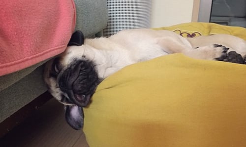 「主人～別趁我睡覺時偷襲我！」 任勞任怨巴哥的鬼臉、醜姿勢合輯 巴哥、犬、狗、汪星人、instagram