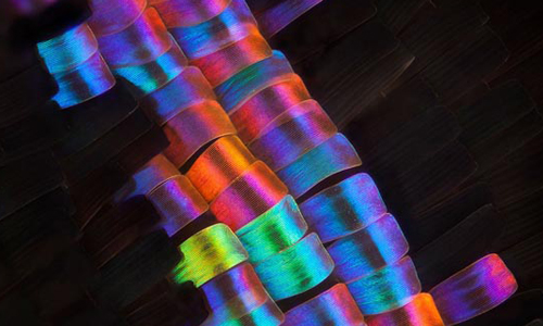 人的舌頭放大竟然長這樣？！顯微鏡底下的真實世界絕對讓你大開眼界 舌頭、放大、顯微鏡、奇幻、世界