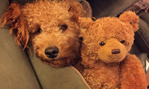 真人版熊麻吉現身紐約？10點證明黃金貴賓犬是人類的夢幻好友 samsonthedood、instagram、狗、熊麻吉、Ted