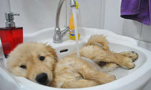 硬漢刺蝟變成夢幻泡泡球！超級養眼的寵物洗澡秀來啦 硬漢、刺蝟、夢幻、泡泡球、養眼、寵物、洗澡