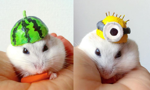 每天一頂帽子化身瘋狂帽客！日本倉鼠Muu還要參加展覽啦 Muu、maaaaay_chan、日本、Instagram、倉鼠