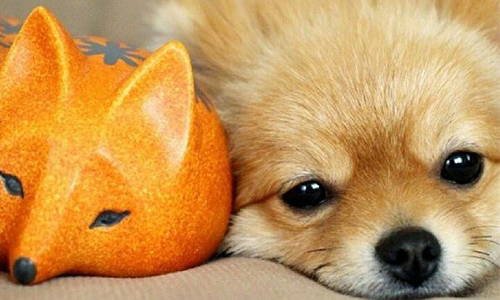 我養了一隻小狐狸？日本超萌變裝博美犬 Gabriel、gabgab0410、jurijuri0816、instagram、日本