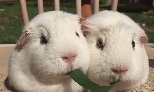 根本是豚鼠版的《小姐與流氓》！讓人一秒融化的豚鼠姊妹花 豚鼠、流氓與小姐、Gracie、Suzie、Bivoir Cavies
