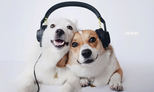 你們還缺朋友嗎？柯基與狐狸犬的完美同樂時光 狐狸犬、柯基、emwng、instagram、emily wang