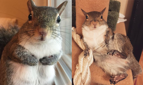 颱風天救了一隻鼠太后？！松鼠Jill的幸福日常 美國、松鼠、Jill、颶風、落難、拯救、幸福、老大、Instagram、SNS、獲救