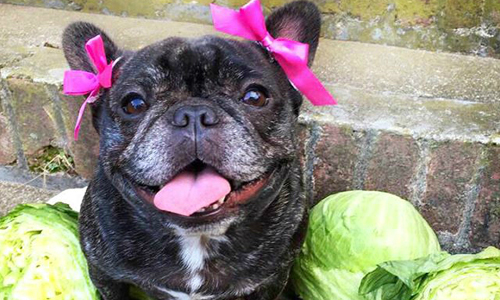 法鬥界春麗就是牠！配合度無敵高的狗名模一家 法鬥、睡衣、狗狗、cosplay、龍貓