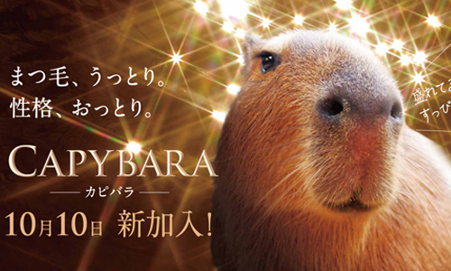 天然呆的賣萌最有殺傷力了！水豚couple加入橫濱八景島海洋公園啦 愛玩妞、日本、八景島、海洋公園、水豚君、水豚、新成員、橫濱、可愛、賣萌