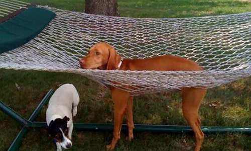 原來狗跟人一樣白目！笨蛋狗狗的12個蠢萌瞬間 狗、人、白目、笨蛋、狗狗