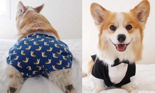 公開「自己其實不瘦」後人生更開闊？大屁柯基的光溜溜自白 Tibby Tibbles、tibbythecorgi、instagram、柯基、毛