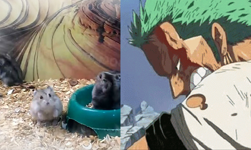 籠內勤練功進軍好萊塢！軟趴趴小萌鼠後空翻不停  鼠、後空翻、萌、可愛