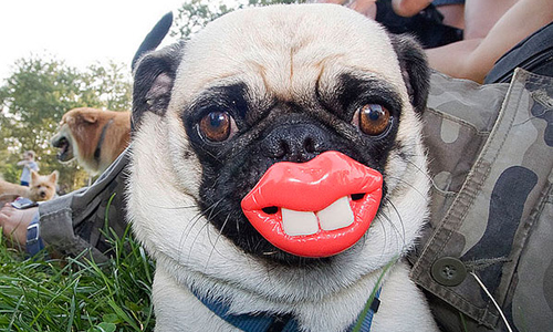 想裝可愛看起來卻像個傻蛋！呆萌狗狗和他們的爆笑玩具 裝可愛、傻蛋、呆萌、狗狗、爆笑、玩具