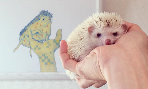 最喜歡睡在你的手掌心！小刺蝟明星接班人Matthew初登場 可愛、Shota Tsukamoto、刺蝟、接班人、明星、Matthew、Darcy、過世、黑兔、Enid