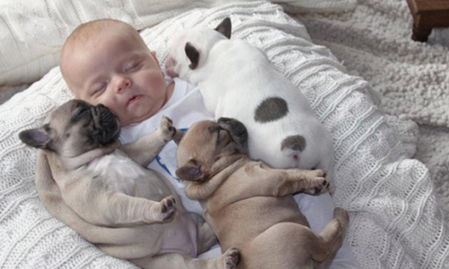 跟著你打哈欠＝我愛你！狗狗默默向你示愛的10個方法 狗、狗狗、汪星人、示愛、毛小孩