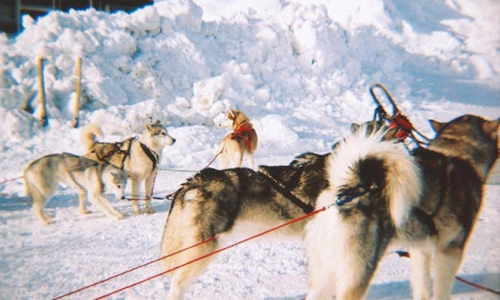 [新聞稿] 全球限量 1000 台、Diana 家族相機冬日特別版隆重登場 聖誕節、Diana、意大利、瑞士、藝術品