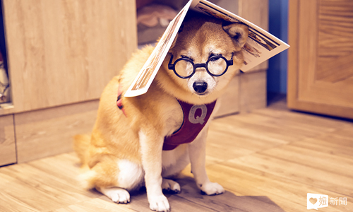 淡定到當上《小燕之夜》助理主持！Q將的幕前幕後無差別大公開 Q娘、Q將、小燕之夜、狗、柴犬