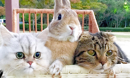 這隻兔子每天都玩躲貓貓？兩貓夾一兔的萌萌同居生活 貓、喵星人、兔、兔子、動物、摺耳貓、波斯貓、萌、療癒