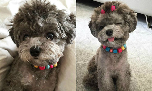 招牌項鍊與嬌萌大眼 一招就能征服天下的小貴賓KoKo 貴賓、狗狗、韓國、貴賓狗、KoKo