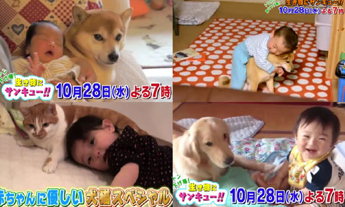 「史上最強療癒組合」！ 小寶寶與他們的溫柔寵物貓狗特集 日本、貓咪、狗狗、寶寶、療癒