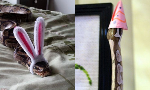 蛇蛇也想要享有寵物打扮的寵愛！帽子與蛇的反差萌裝束 蛇、帽子、萌