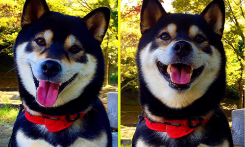 「我的笑容最好看惹！」走到哪、笑到哪的療癒黑柴柴登場 可愛、動物、狗、柴犬、黑色