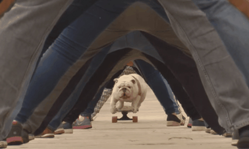 鬥牛犬溜滑板溜到破世界紀錄！動物界奇蹟神犬Otto 金氏世界紀錄、Otto、鬥牛犬、祕魯、人體隧道、最長人體隧道