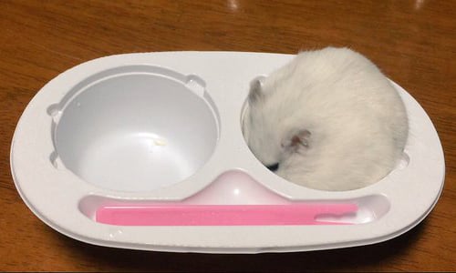 這不是美味的雪見大福嗎？！意圖讓人誤食的雪球小倉鼠 倉鼠、mnmnmnmnii、MNM、twitter、雪見大福、混淆、哈姆太郎