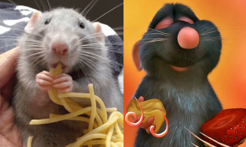 真實版《料理鼠王》在這裡！小老鼠嗑麵賣萌樣樣來 LeRatatouille、Maaique Avec le rat、maaikes_mischief、instagram、