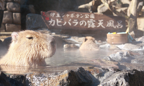 愛泡溫泉的不只猴子還有牠們！日本人氣水豚泡溫泉的超暖心理由是.... 水豚、日本、伊豆、溫泉、冬天
