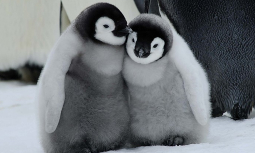 你們在交頭接耳聊什麼呀？毛絨絨企鵝、北極熊寫真冊療癒100% 可愛、動物、療癒、雪白、南極