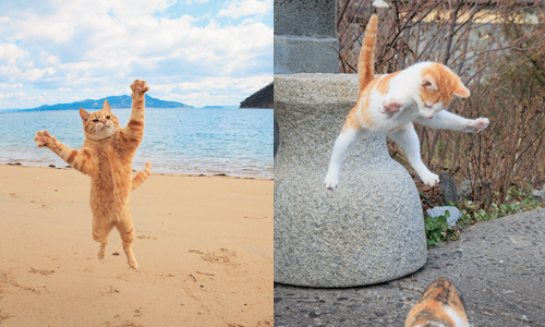 日本貓島上有「飛天貓」出沒！？費時四年的喵星人攝影集 五十嵐健太、貓咪、喵星人、可愛、萌