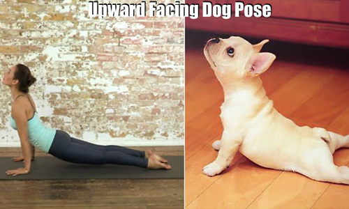 你怎麼做我就怎麼動？寵物模仿人類的爆笑瑜珈秀 寵物、人類、爆笑、瑜珈、可愛