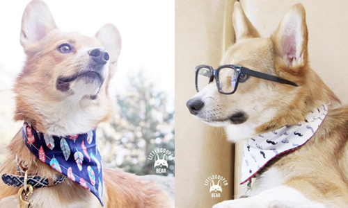 帥這回事，是與生俱來的！帥氣柯基兄弟檔的MAN哥畫報日常 可愛、柯基、狗、兄弟檔、帥氣