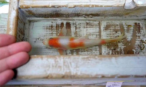 這魚竟是用畫的！？詐欺藝術繪製過程大解密 金魚、樹脂、Riusuke Fukahor、擬真、立體、藝術