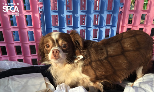 [新聞稿] 領養熱潮漸冷 逾200隻狗狗仍在找家 Taiwan、SPCA、台北市、動保處、領養