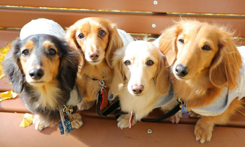 「好啦〜要什麼通通給你們！」讓人一眼就愛上的臘腸家族無辜日常 可愛、動物、狗、臘腸、家族