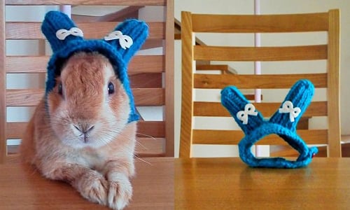 人氣萌兔コロン在主人懷裡去當天使了　留下狗朋友與小小伴手禮催淚眾人 goen0414、東雲鈴音、コロン、ソーヤ、兔子