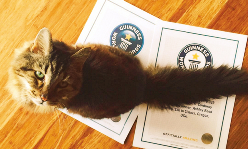 貓咪維持狩獵本能可以更長壽！世界上最老喵星人依然活力十足 Corduroy、貓、老貓、金氏世界紀錄、喵星人