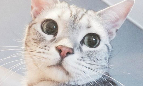 360度零死角的嬌萌小貓！mato媲美超模規格的絕美攝影 貓咪、mato、韓國、動物、可愛