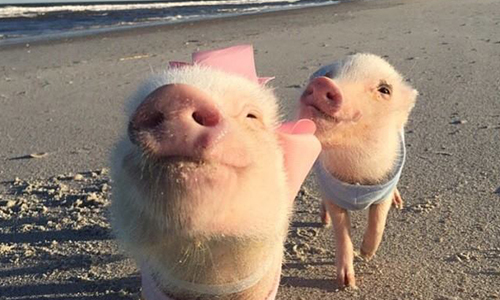 2015妞之最：年度萌主爭霸戰！今年一看就有好心情的萌物是…… 2015年度之最、年度之最、排行、萌、動物、柴犬、柯基、貓、喵星人、貓奴、小小兵、蛋黃哥、萌主、萌物