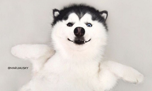 好好的哈士奇幹嘛裝企鵝！超萌短腿控請接招 企鵝、哈士奇、動物、可愛、狗