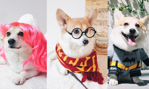 狗界專業Coser參上！超愛笑柯基完美駕馭各種造型 Sneaker、ssneakersthecorgi、柯基、狗狗、cosplay