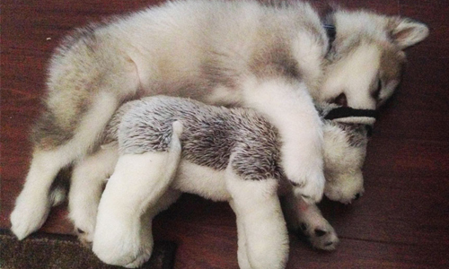 咬爛所有玩具唯獨「它」留下來了！無時無刻都要玩偶陪伴的大狗Luca Luca、阿拉斯加雪橇犬、Before & After、美國、玩偶