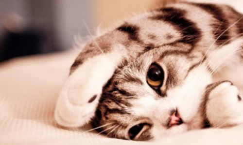 貓咪把東西撥到地上原來是為了...7種行為洩漏喵星人真心話 貓咪、真心話、貓奴、喵星人、動物