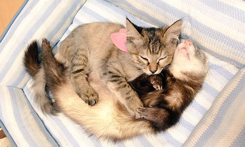 醜小鴨也有貓咪版！可愛幼貓亂入雪貂一家 garo004giru、ferret、komari、雪貂、幼貓、認養、溫馨