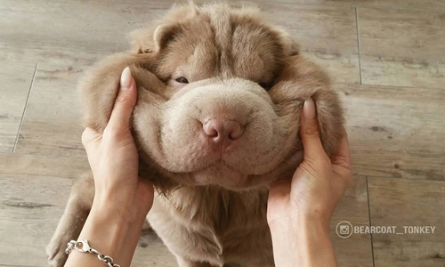 我是沙皮不是熊！超像絨毛玩偶的呆萌Tonkey 沙皮狗、熊、動物、毛茸茸、萌、可愛、狗、Tonkey、bearcoattonkey、instagram