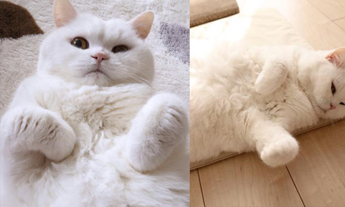 根本大家的冬日寫照！像坨融化大雪球的胖懶折耳貓うら うらちゃん、折耳貓、白貓、冬天、胖萌