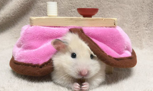 這個冬天誰能比它爽！這隻胖胖鼠根本是倉鼠界黃阿瑪～ 2mochikotaro、鼠、可愛、萌